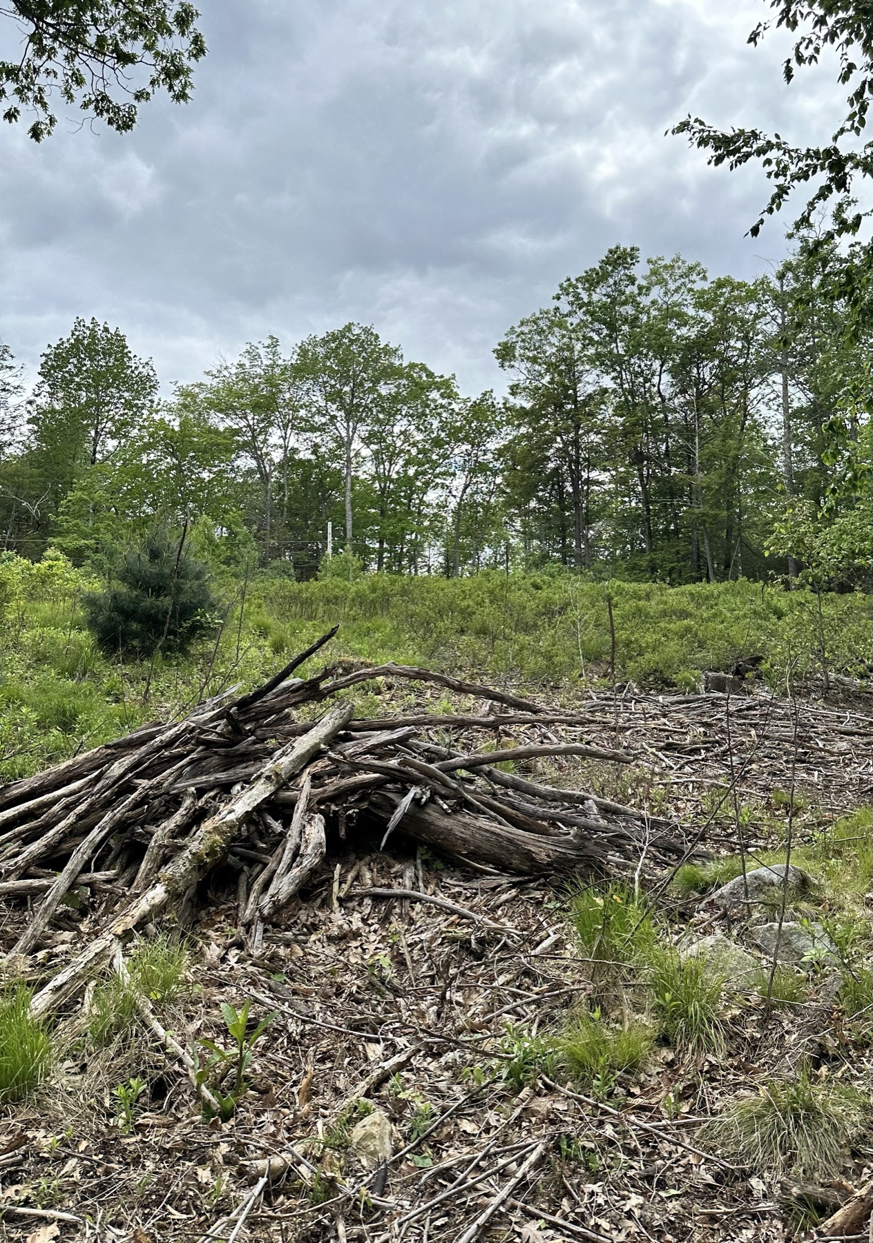 A clearing on a wooded property with a brush pile in the foreground