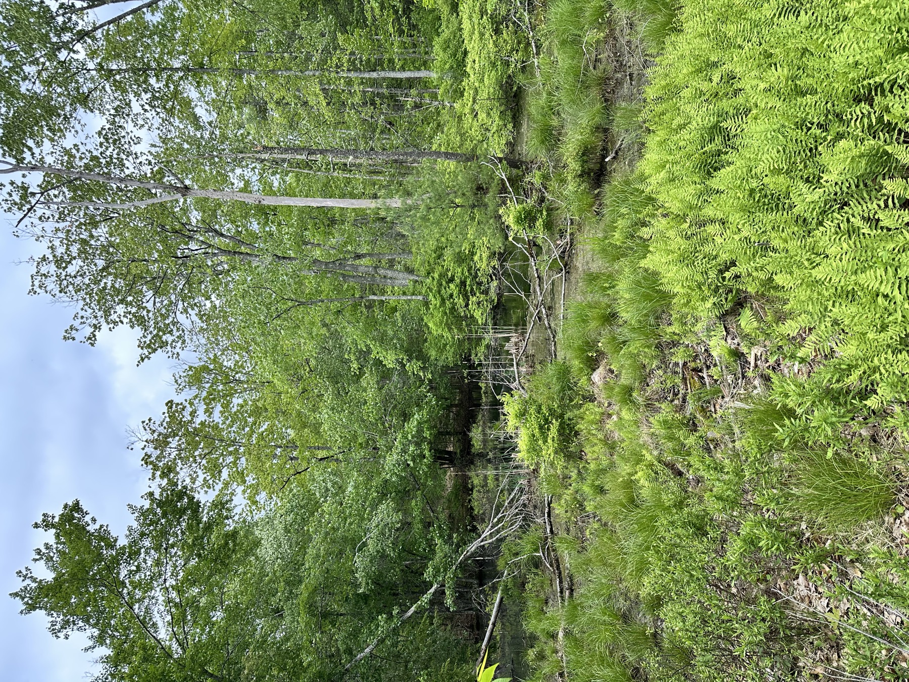 A lush green forest interior on a wooded piece of land