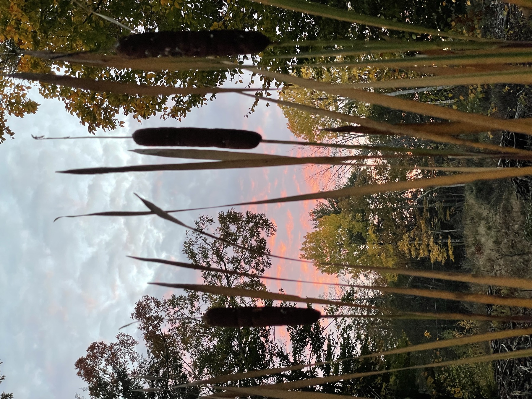 Cattails in a wetland at sunset, illustrating why a wetland delineation matters when buying land