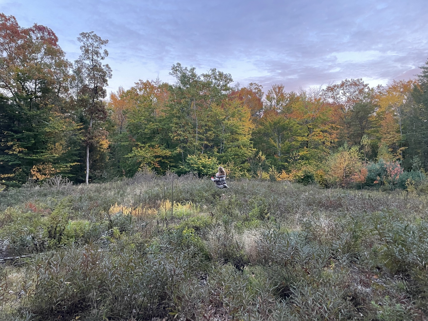 Walking a wooded autumn property in New England