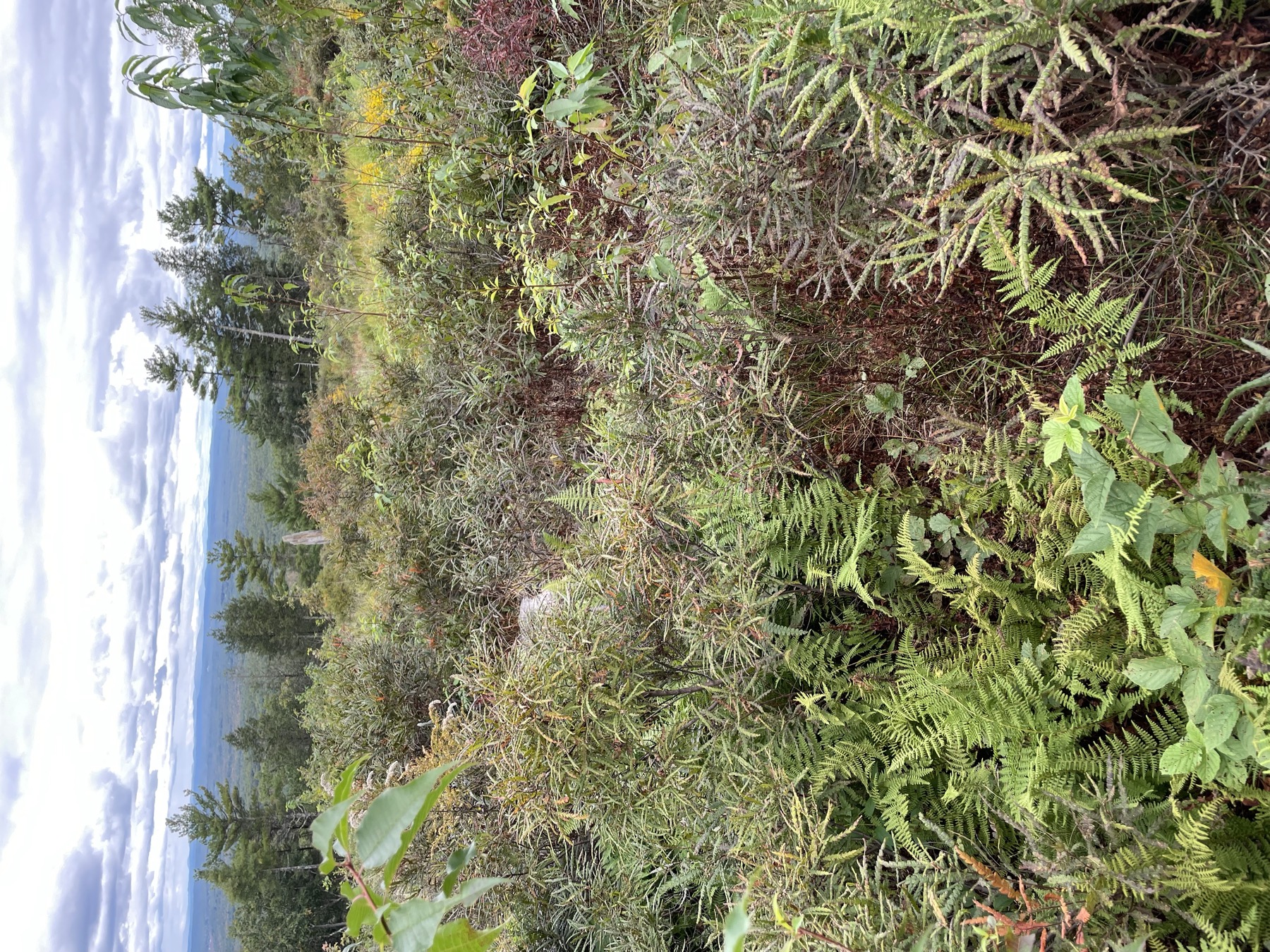 A long-range mountain view from a wooded property in New England