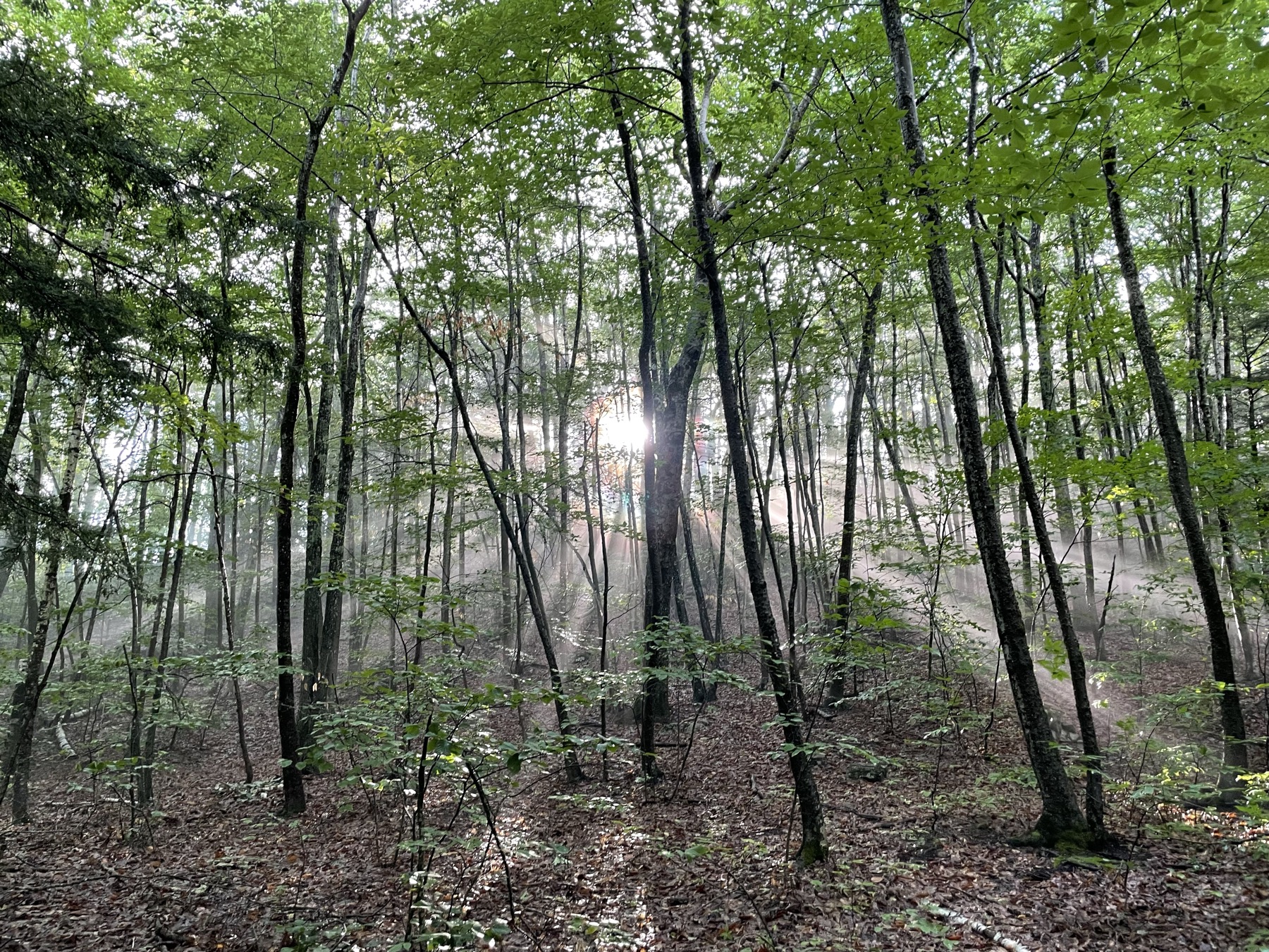 Sun streaming through misty forest trees on a piece of land