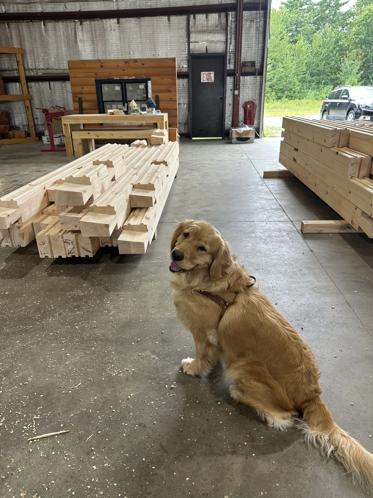 Maisey the golden retriever in the Merrimac mill yard in Henniker, New Hampshire, beside stacks of pre-cut, mortise-and-tenon log courses ready for delivery